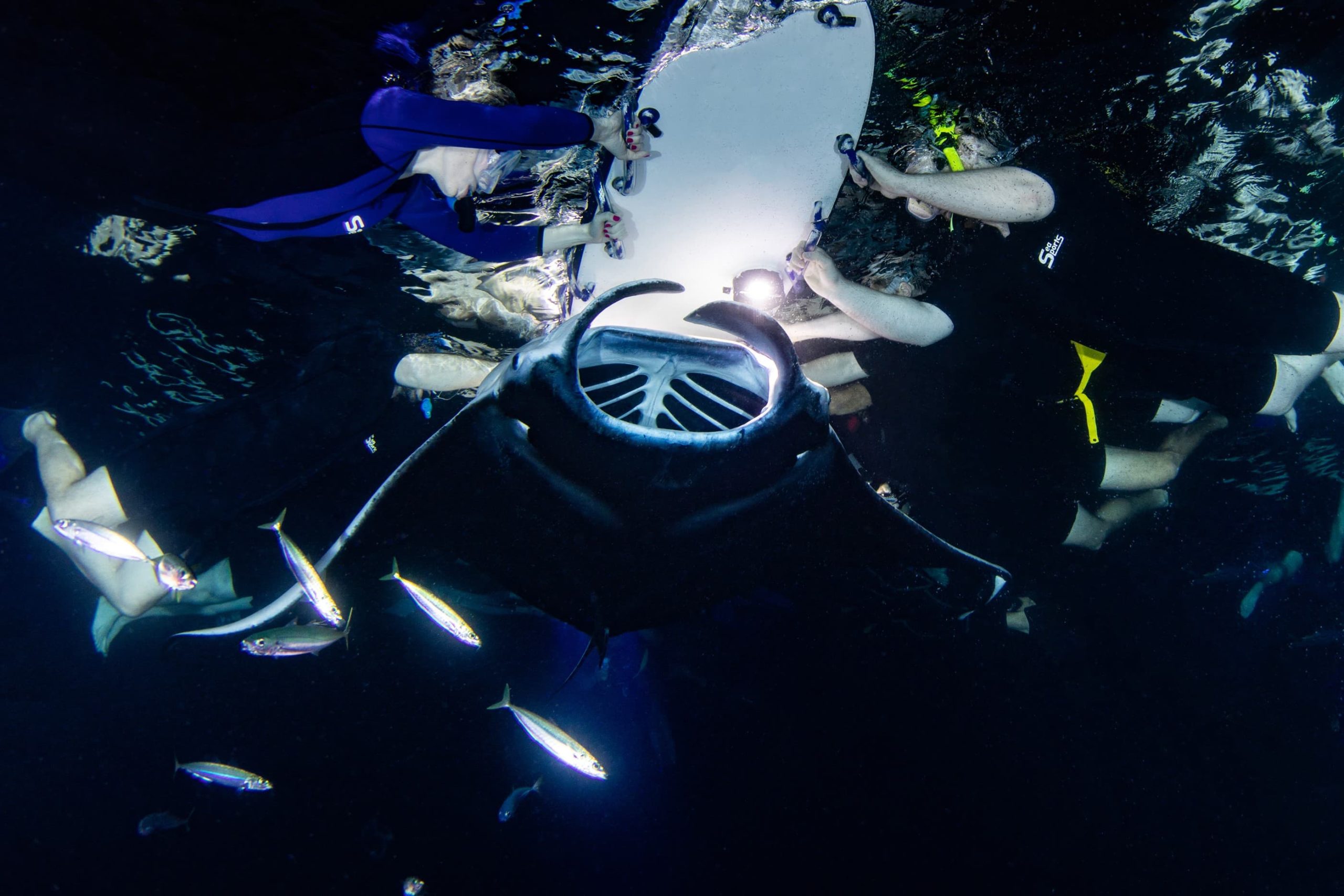 Manta Ray Night Snorkel in Kona, HI Kona Honu Divers