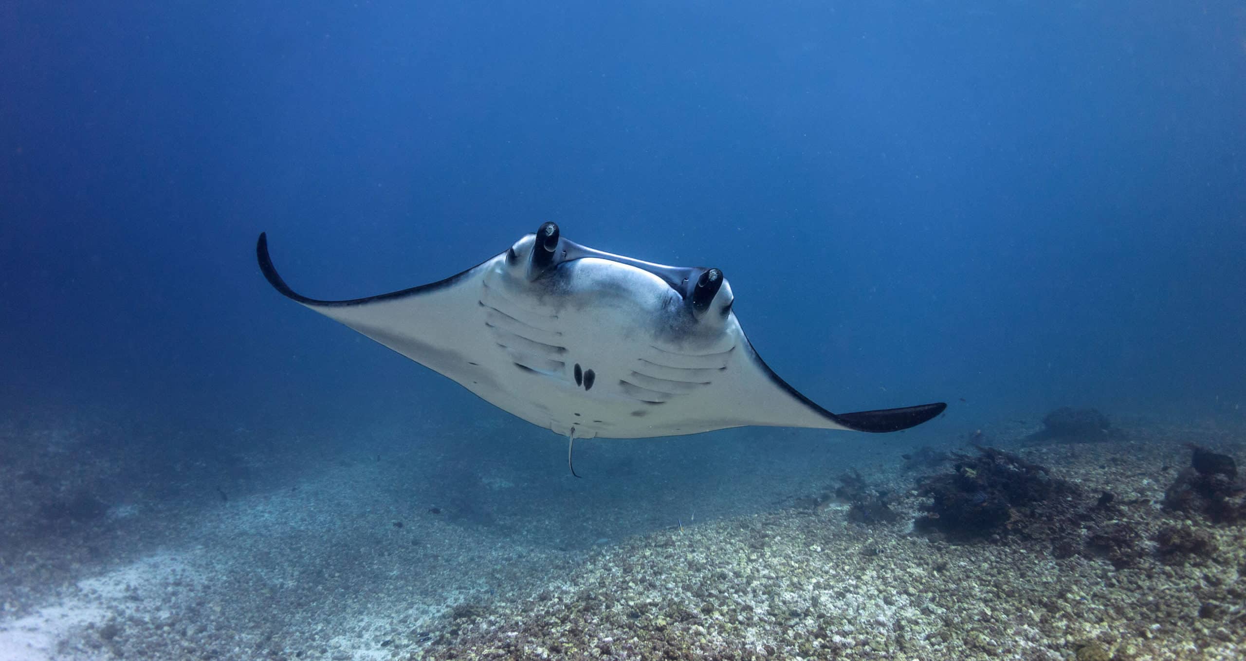 Manta Ray Night Dive Kona Hawaii Kona Honu Divers