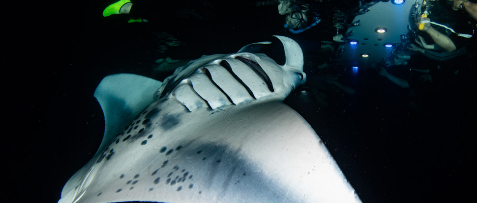 a manta swimming upside-down at night