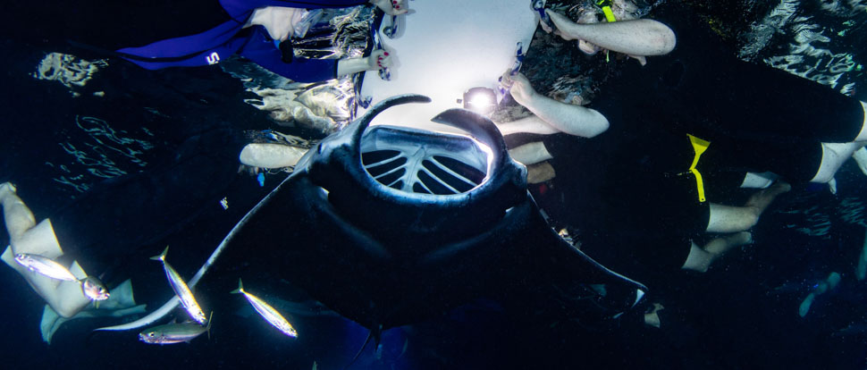 a manta ray swims upside down under a board with snorkelers holding on at night
