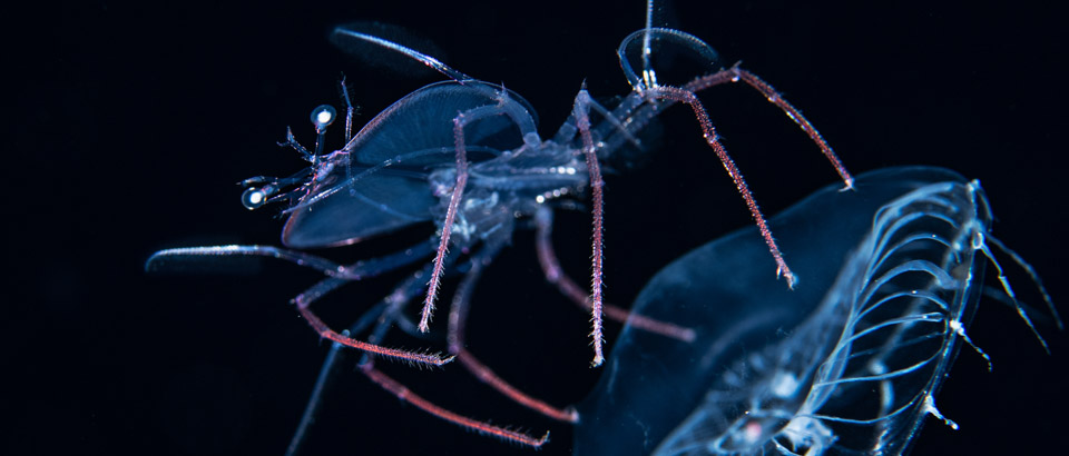 larval crab at night holding on to a sea jelly