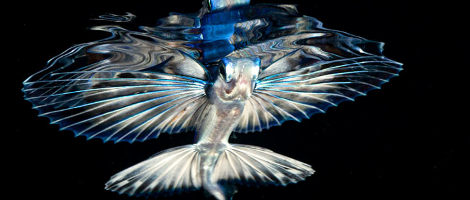 flying fish against the surface of the underwater with a reflection