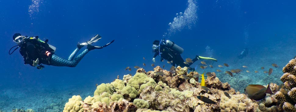 2 divers swimming behind a reef in the ocean with fish hanging out above the reef