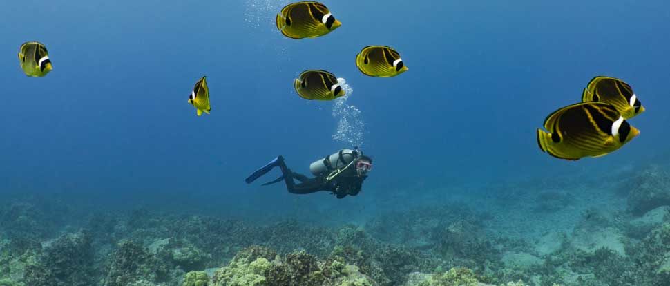 a diver slowly swims above a reef with a school of raccoon butterfly fish in the foreground