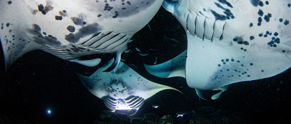 3 manta rays swim into light underwater