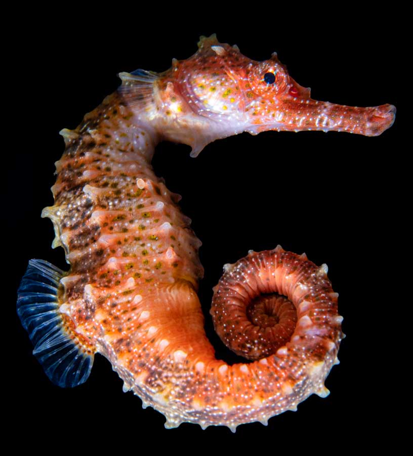 a pelagic seahorse floating in black night ocean