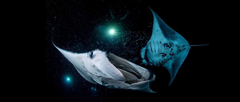 two manta rays circle swimming underwater at night with lights behind