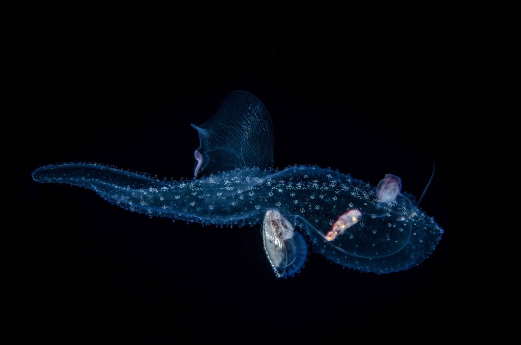 translucent unidentified sea creature
