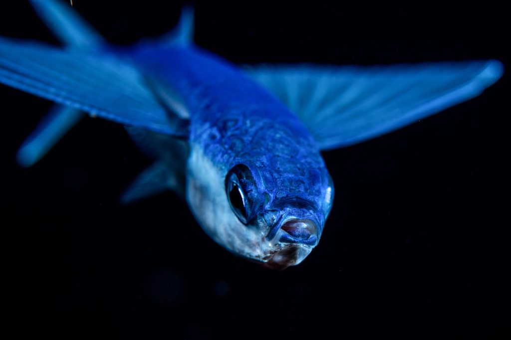 flying fish with it's dorsal fins spread wide underwater at night