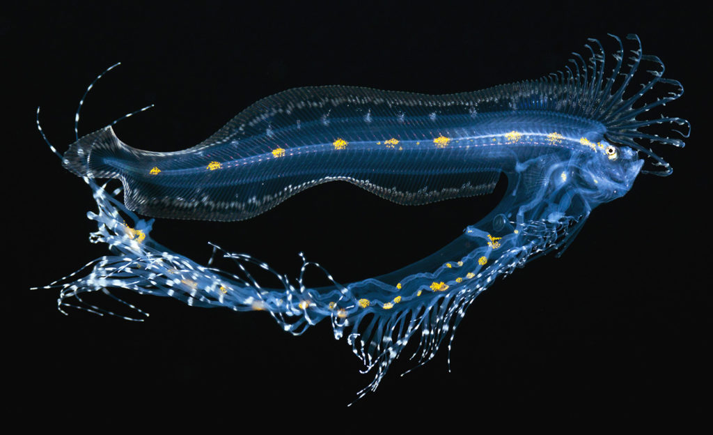 side profile of a larval cusk eel with a long beard dangling down