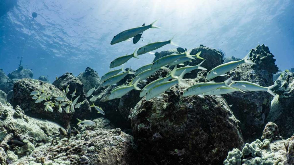 Diving in Kona Hawaii with Kona Honu Divers