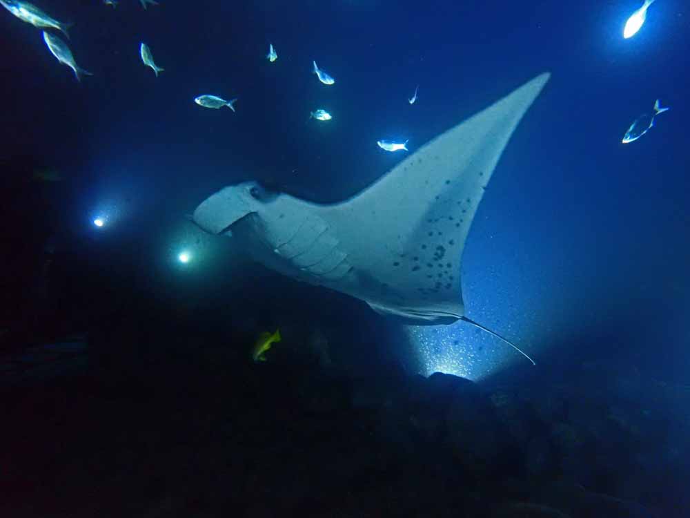 Scuba-Diving-Hawaii-Kona-Honu-Divers-51