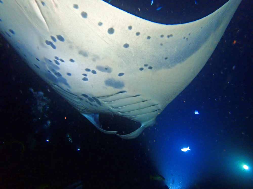 Scuba-Diving-Hawaii-Kona-Honu-Divers-58