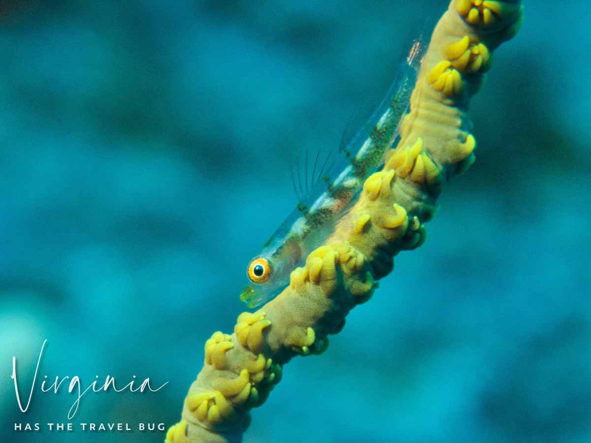 Scuba-Diving-Hawaii-|-Kona-Honu-Divers-137