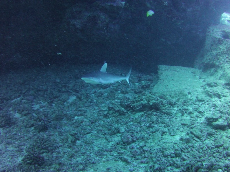 grey reef shark baby swimming