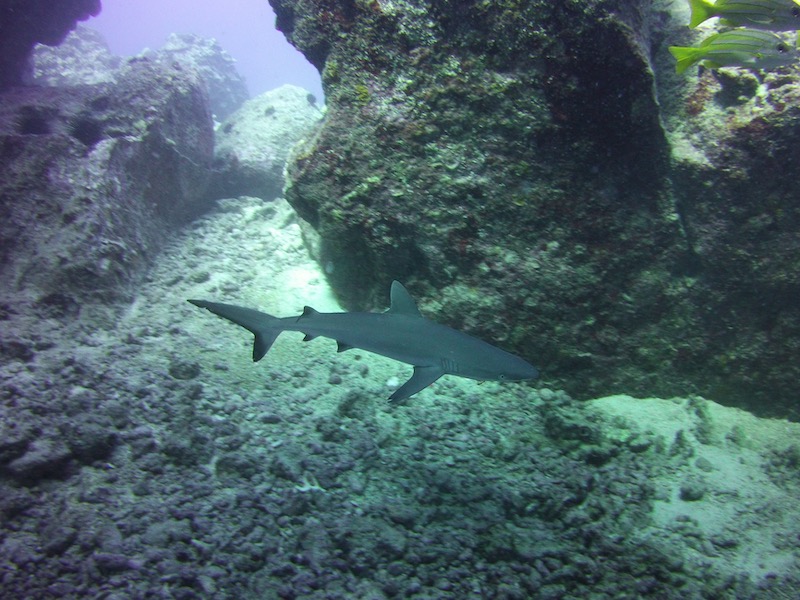 grey reef shark baby swimming under arch