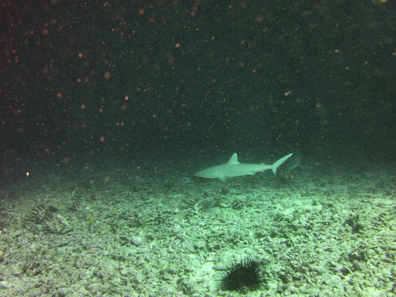 grey reef shark baby