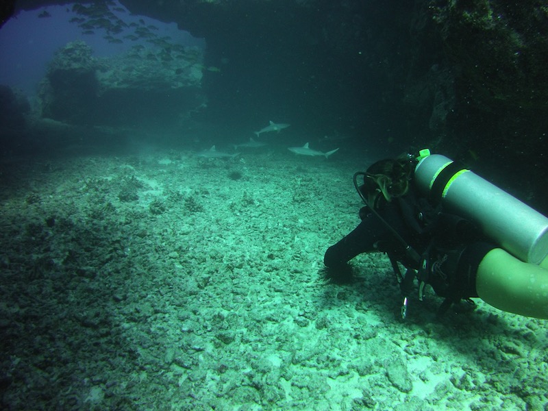 scuba divemaster under arch with baby sharks