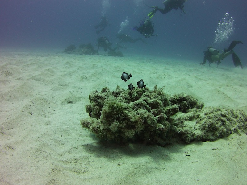 Kona diving hawaiian dascyllus damselfish