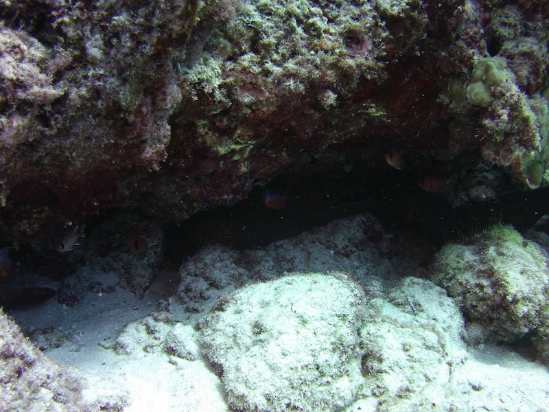 dark reef cave in kona