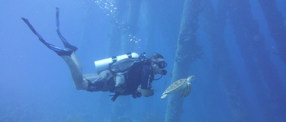 scuba diver swims with sea turtle
