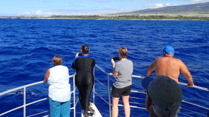divers whale watching from the bow of a dive boat