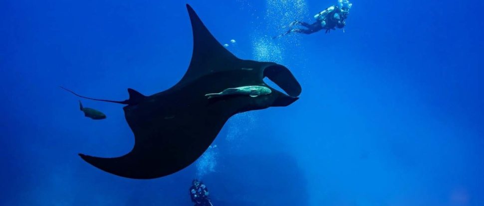 2 divers swim with an all black pelagic manta ray