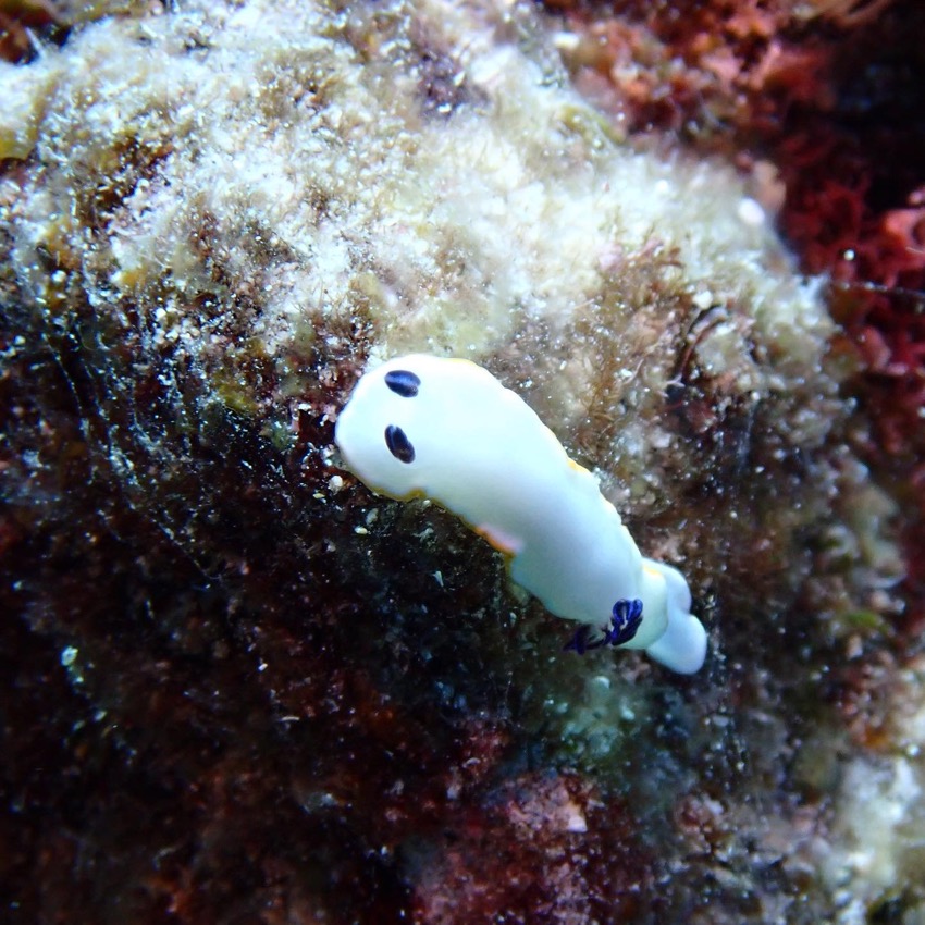white nudibranch sea slug crawling on coral