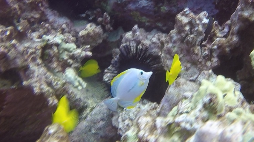 white yellow tang swimming