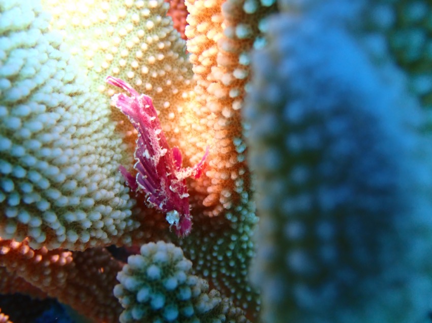 little red scorpionfish hiding in elk horn coral