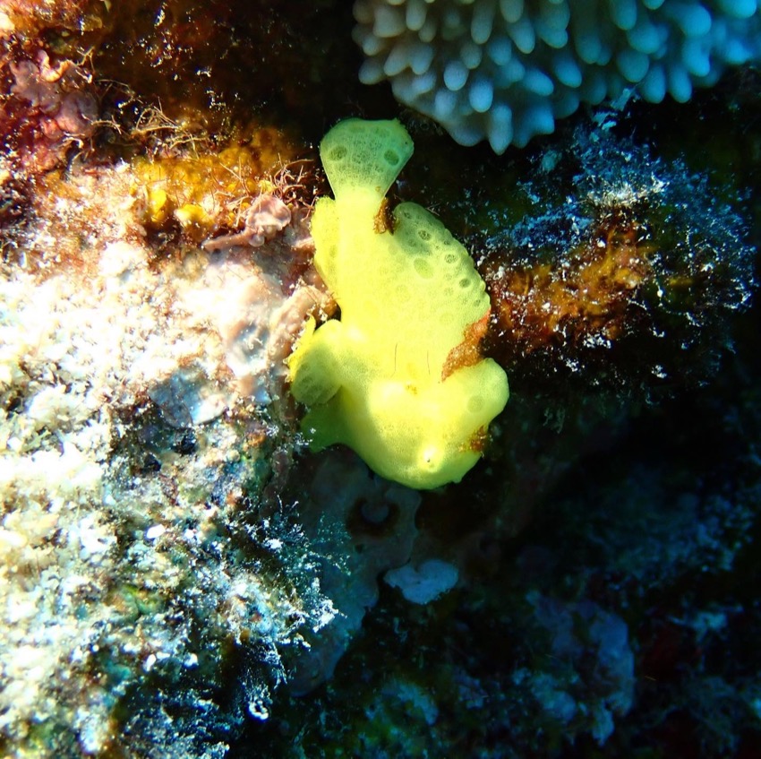 small yellow frogfish clings to reef