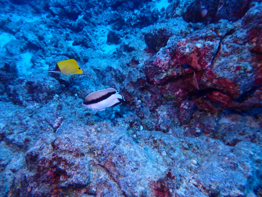 bandit angelfish and longnose butterfly fish on reef