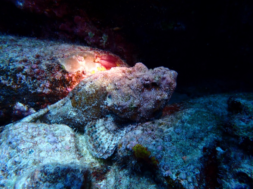 nohu titan scorpionfish in a cave with a light on it resting on the bottom