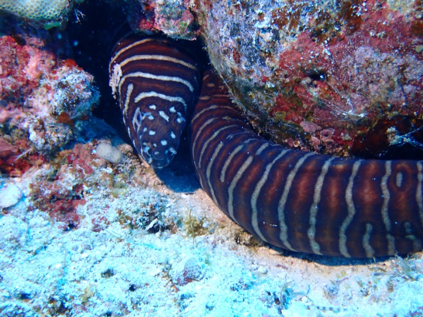 zebra moray eel out of hiding