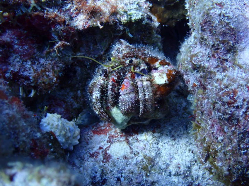 hermit crab on the reef