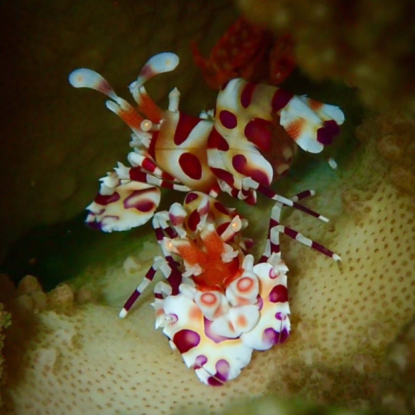 2 harlequin shrimp in elk horn coral