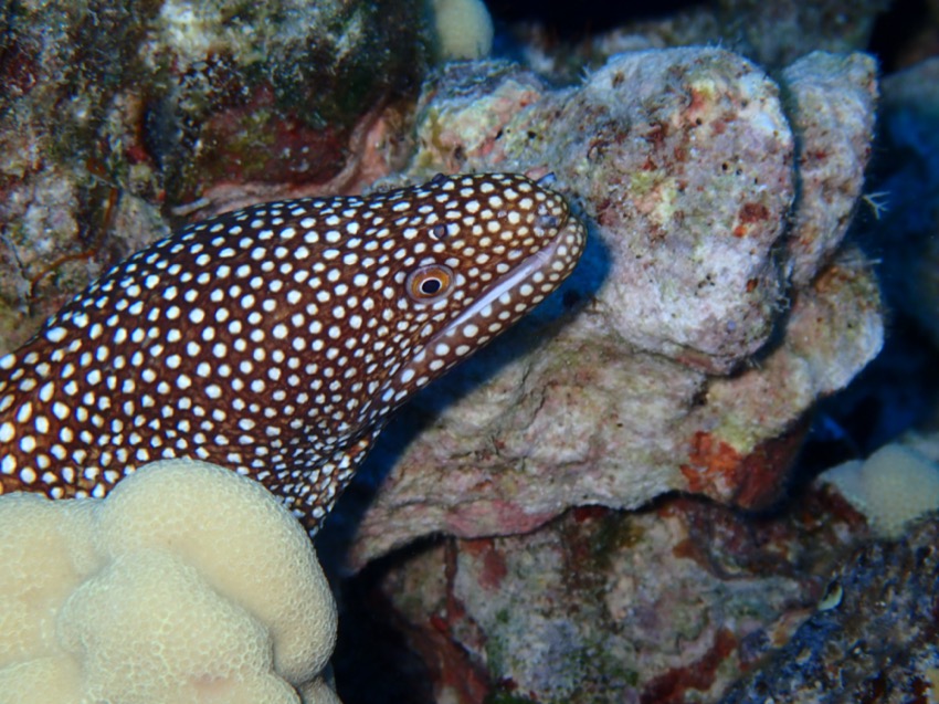 spotted moray eel poking out from the reef