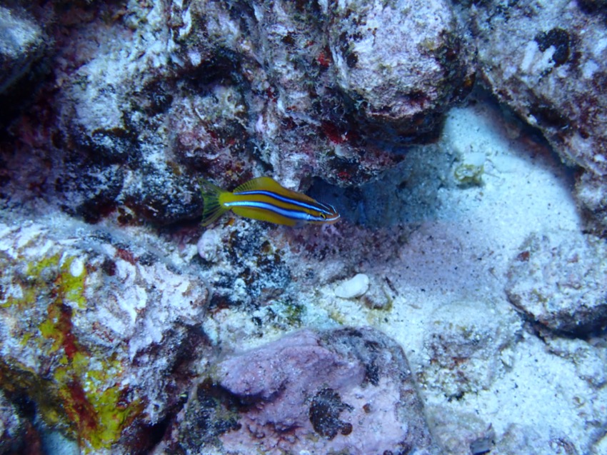 fang blenny swimming in reef rocks