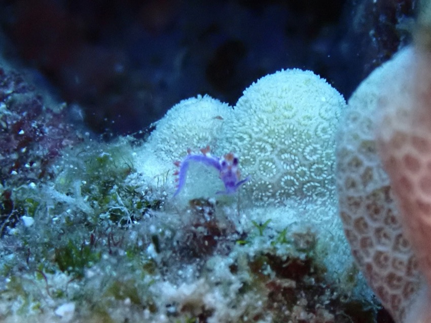 small purple and translucent nudibranch next to new coral head