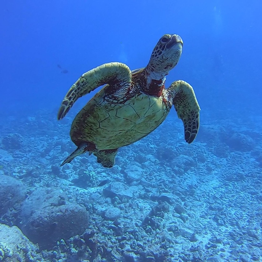 green sea turtle swimming up