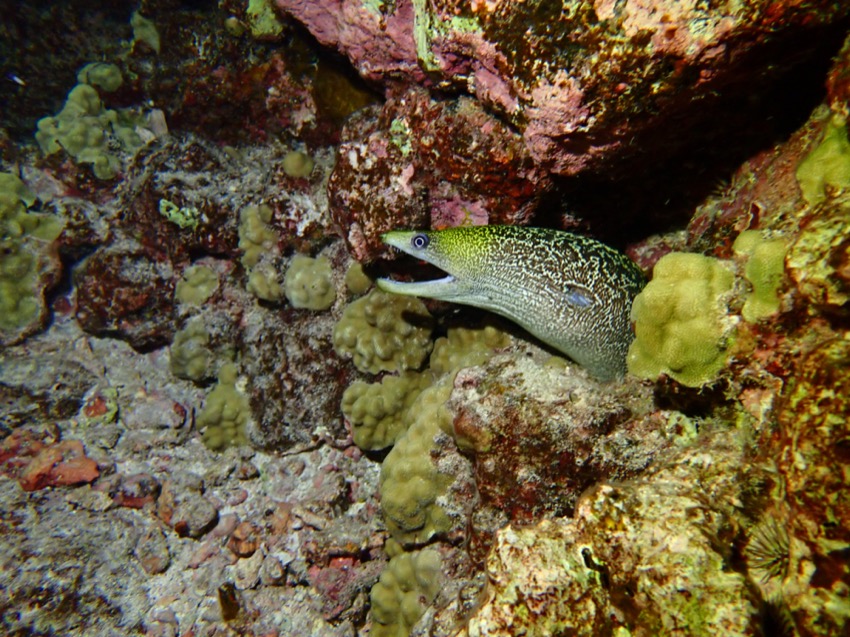 reticulated moray eel poking out from reef