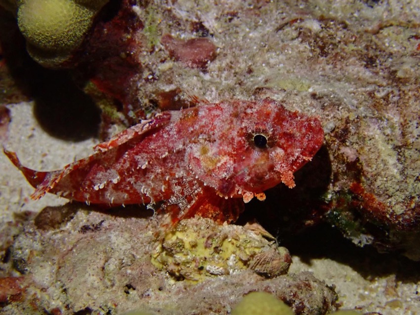 red scorpionfish sitting on bottom in kona reef