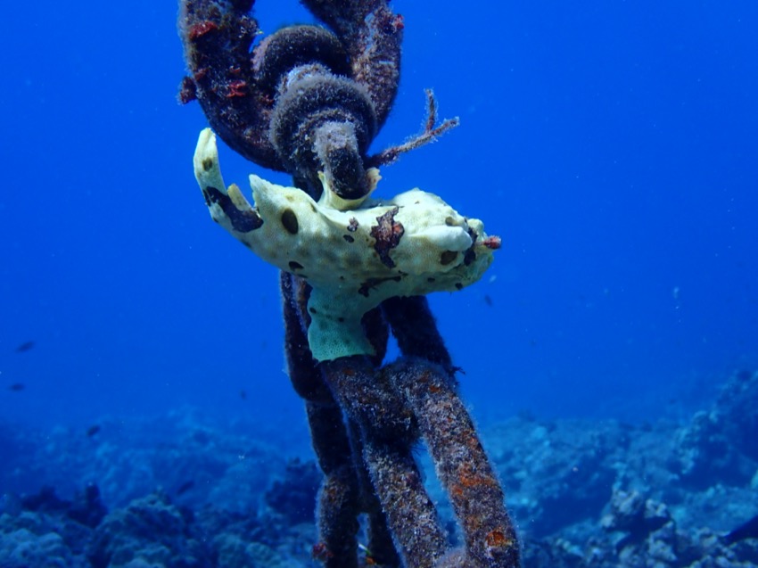 yellow frogfish on anchor chain