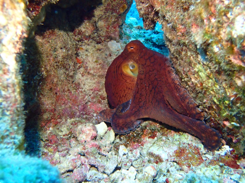octopus under reef ledge