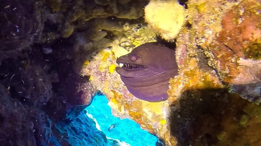 viper moray under ledge