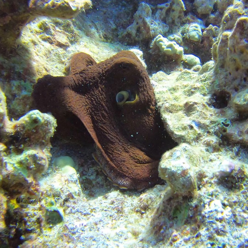 octopus crawling on the reef