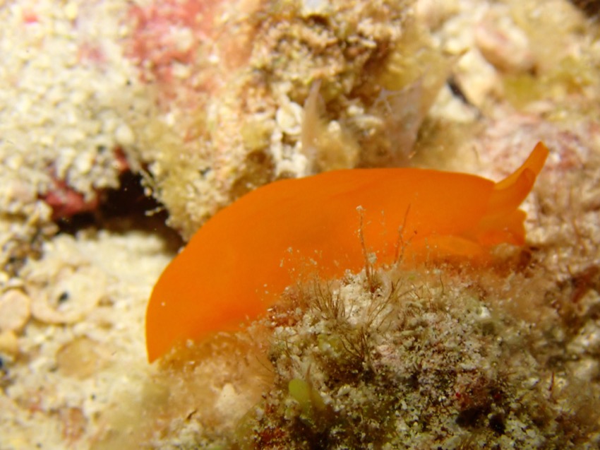 orange nudibranch