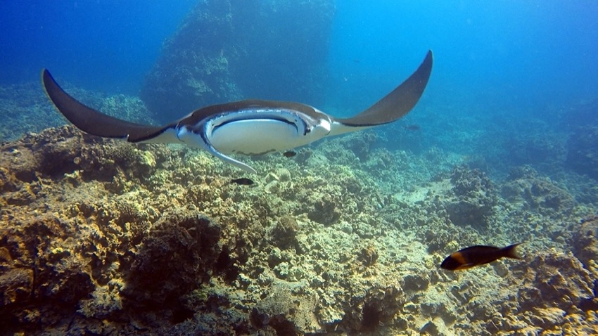 manta ray on the reef swimming