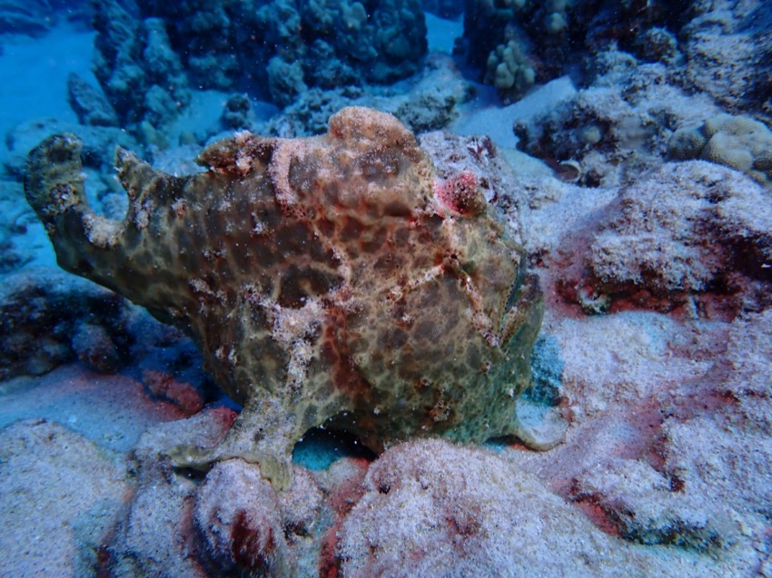 large frogfish on reef bottom