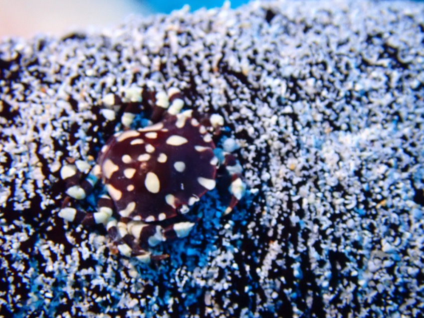 little crab on a sea cucumber
